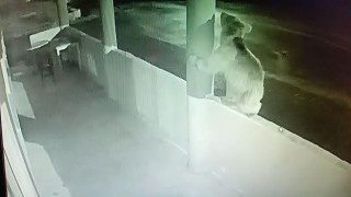 Aç ayı oynamadı: Bayburtta bir yavru ayı alabalıkları yedikten sonra oyunlar oynadı