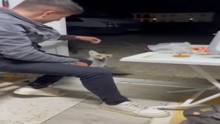 Aç tilki köye indi, insanların elinden yiyecek yedi