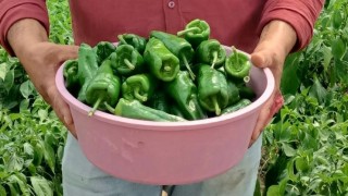 Acısıyla ünlü Emcelli Biberi kilosu 250 TLden piyasaya çıktı