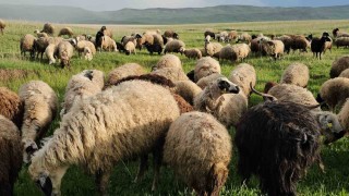 Adilcevazda yayla zamanı: Besiciler 7 aylık göçe başladı