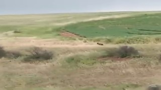 Adıyamanda çiftçiler ayıyla karşılaştı