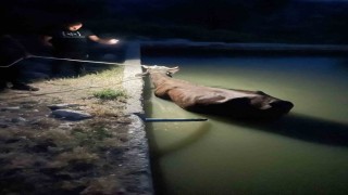 Adıyamanda havuza düşen inek kurtarıldı