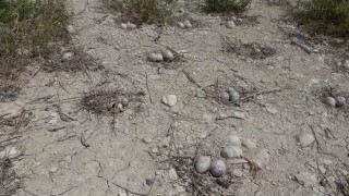 Adıyamandaki Martı Adasında kuluçka dönemi yaşanıyor