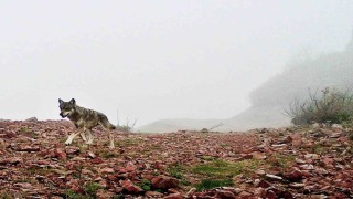 Ağasarın yaban hayatı fotokapana yansıdı