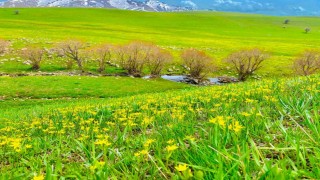 Ağrıda doğanın renk cümbüşü göz kamaştırıyor