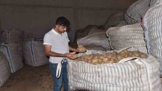 Ahlatta binlerce ton patates alıcı bekliyor