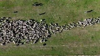 Ahlatta koyun ve kuzuların buluşması havadan görüntülendi