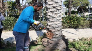 Alanyada hurma ağaçlarına endoterapiyle uzun süreli koruma yapıldı