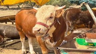 Aliağada kurbanlık kesim fiyatları belli oldu