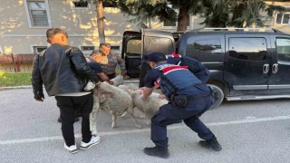 Ankarada koyun hırsızı yakalandı