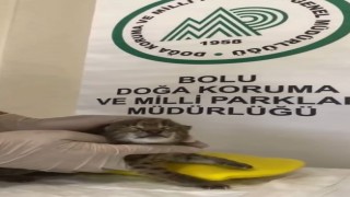 Annesini kaybeden yavru vaşak, korumaya alındı