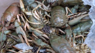 Antalya terminalinde 300 kilogram kerevit, 40 kilo üreme mevsiminde av yasağı bulunan mavi yengeç ele geçirildi