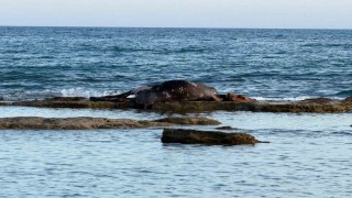 Antalyada denizin ortasında inek leşi görenler gözlerine inanamadı