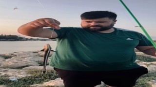 Antalyada vantuzlu ‘remora balığı şaşkınlığı