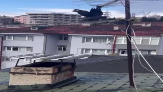 Antene sıkışan karga itfaiye erlerinin yardımıyla özgürlüğüne kavuştu
