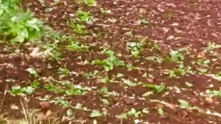 Arabanda dolu yağışı etkili oldu