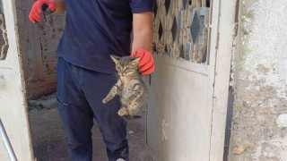 Aracın motoruna sıkışan yavru kedi kurtarıldı