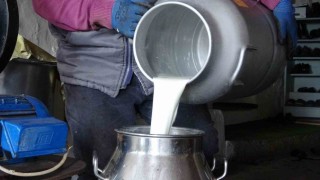 Ardahanda süt üreticileri düşük fiyatlardan şikâyetçi
