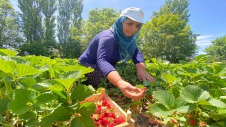 Aromasıyla dikkat çeken ‘Kuyulu çileğinde hasat başladı