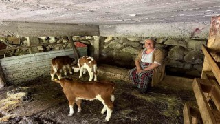Artvinde bir inek dördüz doğurdu, aile büyük sevinç yaşadı