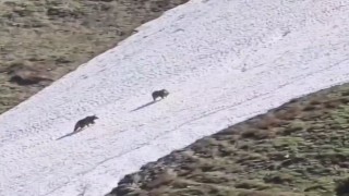 Artvinde iki boz ayının kar üzerindeki eğlencesi görenleri gülümsetti