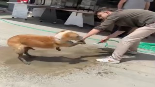 Ayakları betona bulanan köpeğe esnaftan yardım eli