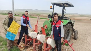 Ayçiçeği ekimlerini yerinde takip ediliyor