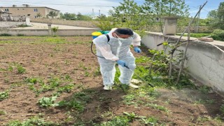 Aydıntepede yabancı ot mücadelesi başlatıldı