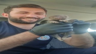 Ayı yavrusu sanılan hayvan sansar yavrusu çıktı