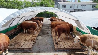 Bağcılar Belediyesi 20 bin metrekare alana kurban satış pazarı kurdu