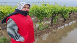 Bahar yağmurları üreticiyi sevindirdi