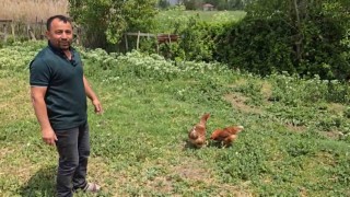 Bahçesine giren tilkiye böyle seslendi: Kanun namına teslim ol