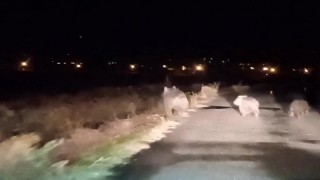Bal avcısı ayılar ikinci kez arı kovanını saldırdı