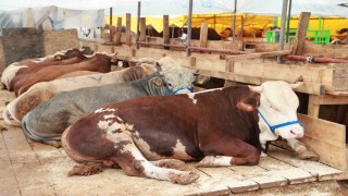 Balçıkta kurban mesaisi başladı