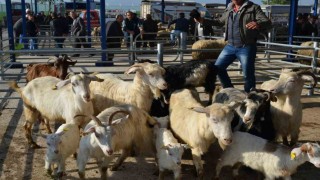 Balıkesirde şap alarmı: 15 mahalle karantinaya alındı