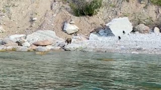 Bartında ilginç anlar
