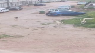 Başıboş köpek sürücü çocuğu kovaladı: O anlar kamerada