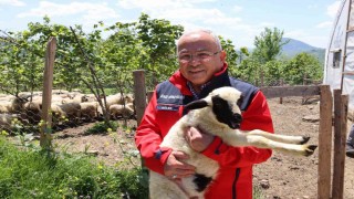 Başkan Güler: Dağıtımını yaptığımız hayvanları kendimiz yetiştiriyoruz