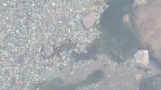 Batmanda nesli tehlike altındaki sarı benekli semender sürüsü görüldü