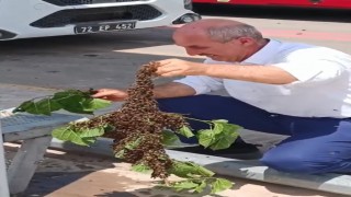 Batmanda otobüs durağında arı paniği