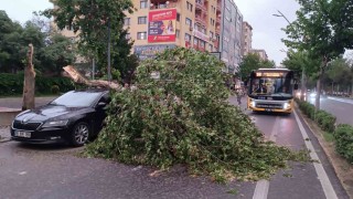 Batmanda şiddetli rüzgarın devirdiği ağaç park halindeki aracın üzerine düştü
