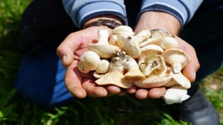 Bayburtta protein deposu mantarın ve bin bir derde deva çaşır otunun zorlu mesaisi