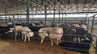 Bayrama sayılı günler kala kurban pazarında satışlar beklenenin altında kaldı