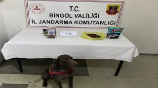 Bingölde yolcunun üzerinden bonzai çıktı