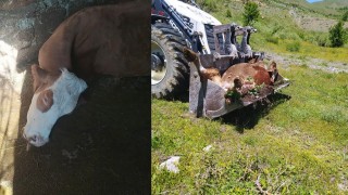 Bir annenin süt İneği için gözyaşları: Çocuklarımı nasıl okutacağım?