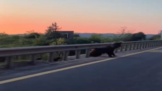 Boluda yol kenarında boz ayı ve yavruları görüntülendi