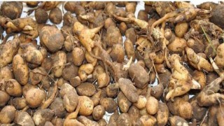 Buldanda salep toplayan kişiye 547 bin TL ceza uygulandı