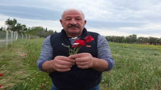 Burhaniyede tarlalar gelincik açtı