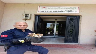 Burhaniyede yaralı baykuş, milli parklar şefliğine teslim edildi