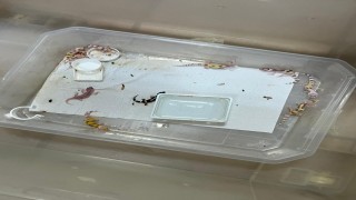 Bursada egzotik hayvan ticaretine darbe